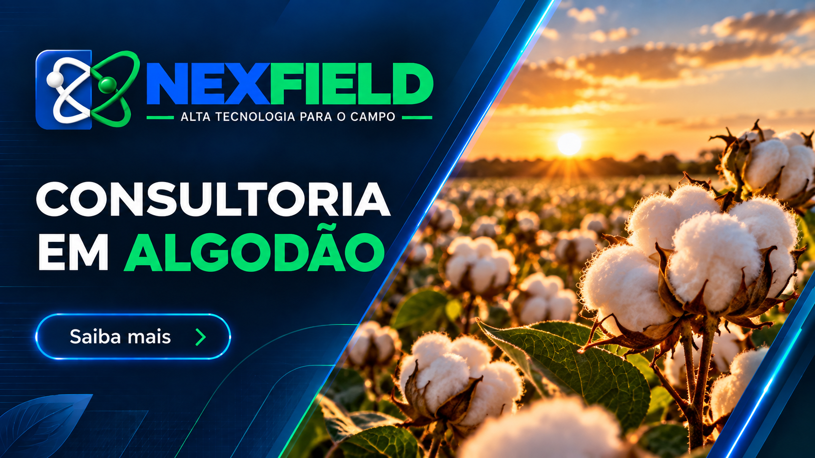 Consultoria em algodão
