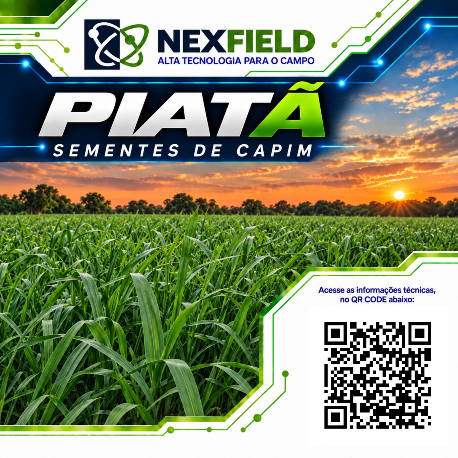 Semente de capim BRS Piatã NexField