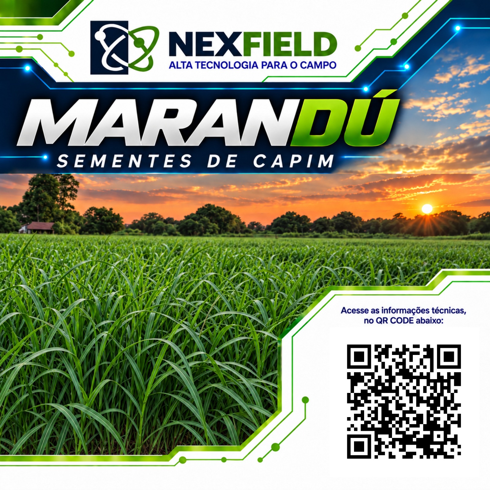 Semente de capim Marandu NexField