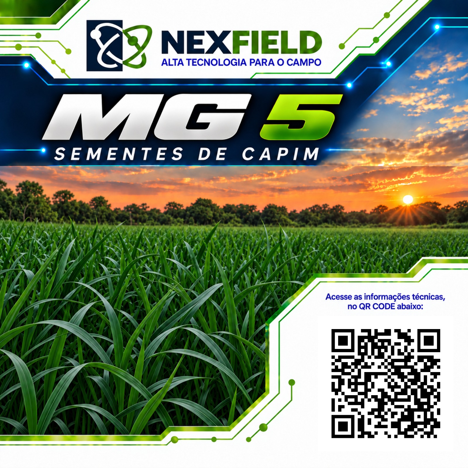 Semente de capim MG-5 Vitória NexField