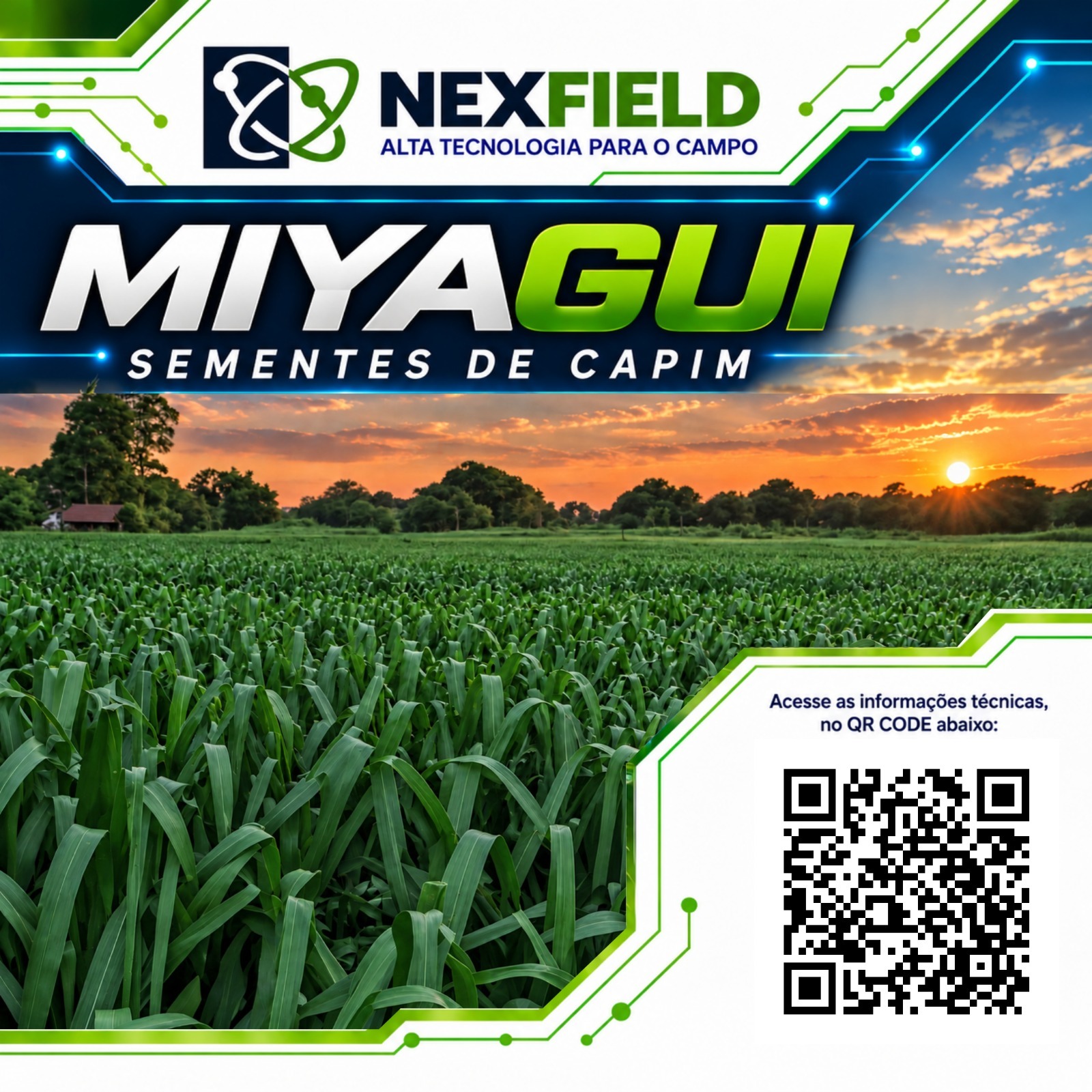 Semente de capim Miyagui NexField