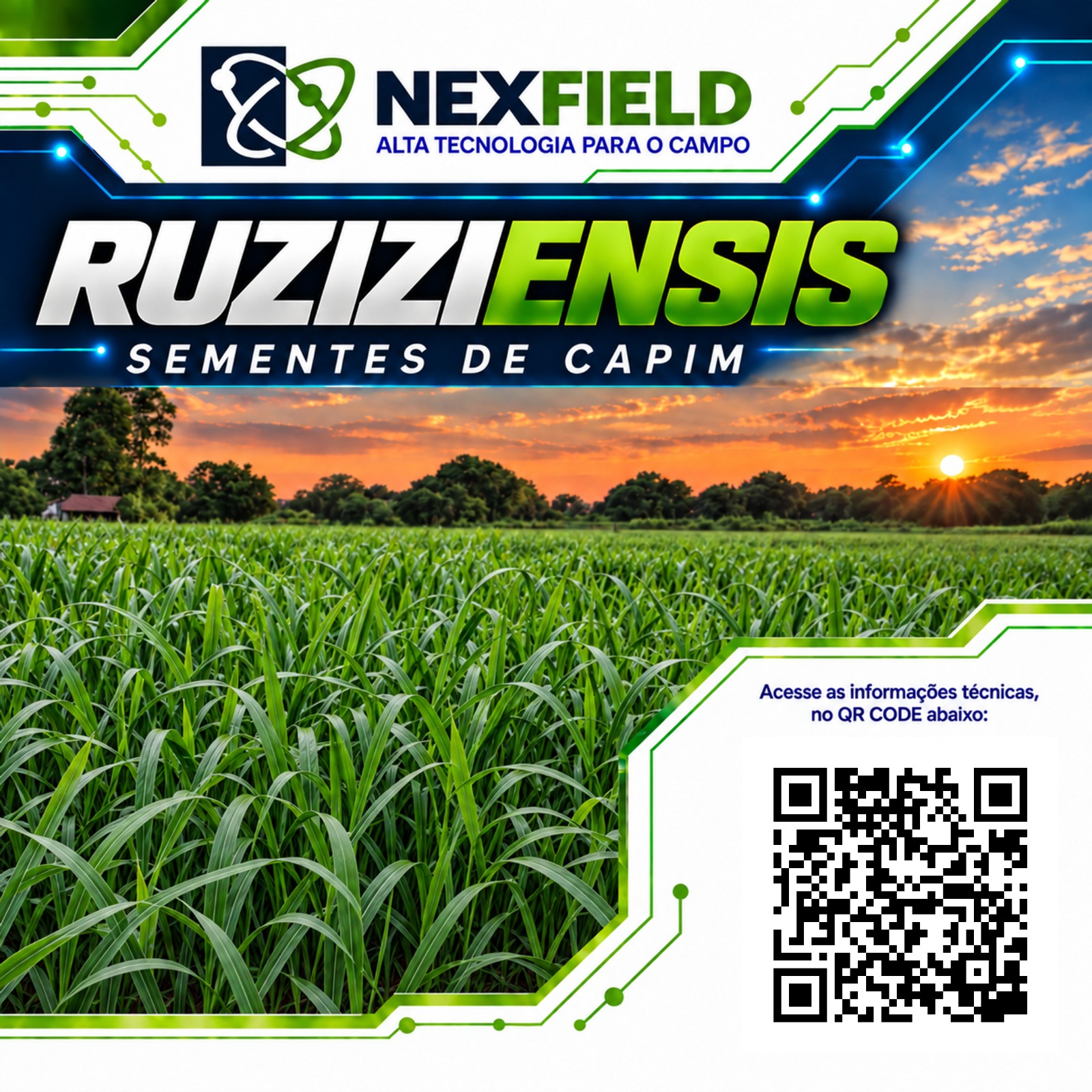 Semente de capim Ruziziensis NexField